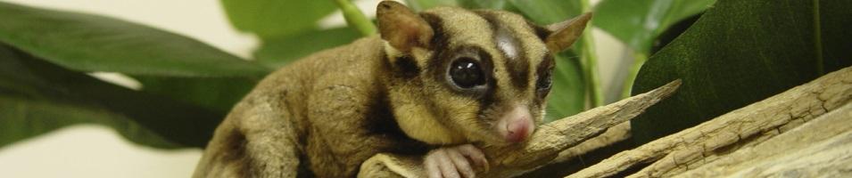Sugar Glider